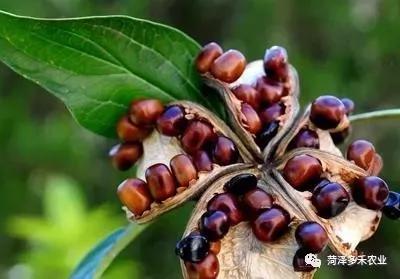 观赏牡丹 牡丹花种子怎么种 知乎 观赏牡丹 牡丹花种子怎么种 知乎