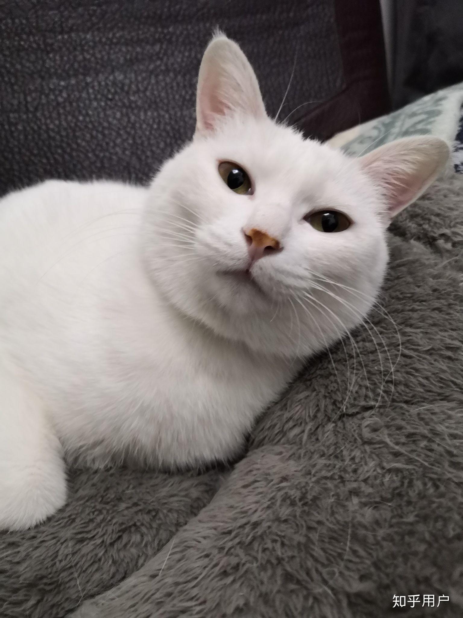 我家的猫吃的很少怎样让它多吃点