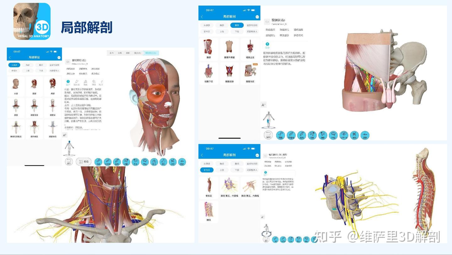 医学生3D解剖软件首选指南：维萨里3D解剖APP助力小白成为系统解剖大神 - 知乎