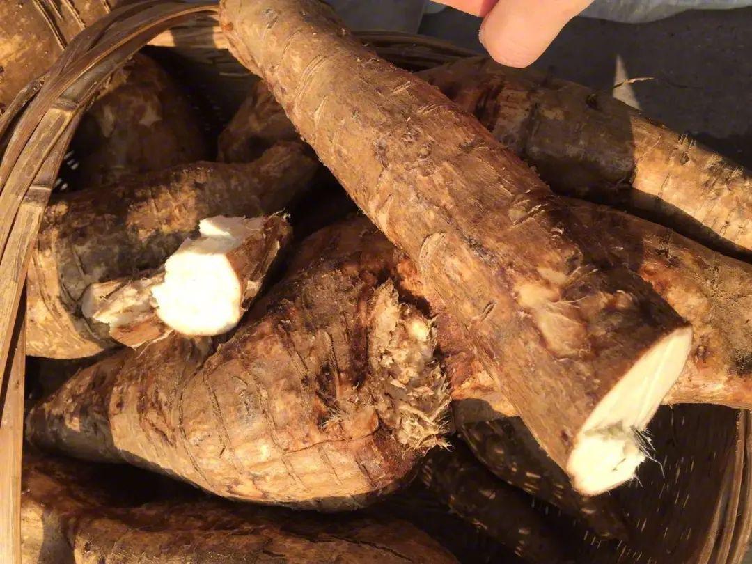 湘西物产|葛根 - 知乎