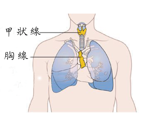 胸腺部位图片