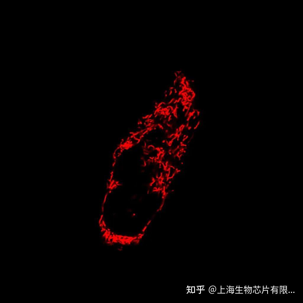 Dapi 405 亚细胞结构超高分辨显微成像系列——高尔基体 - 知乎