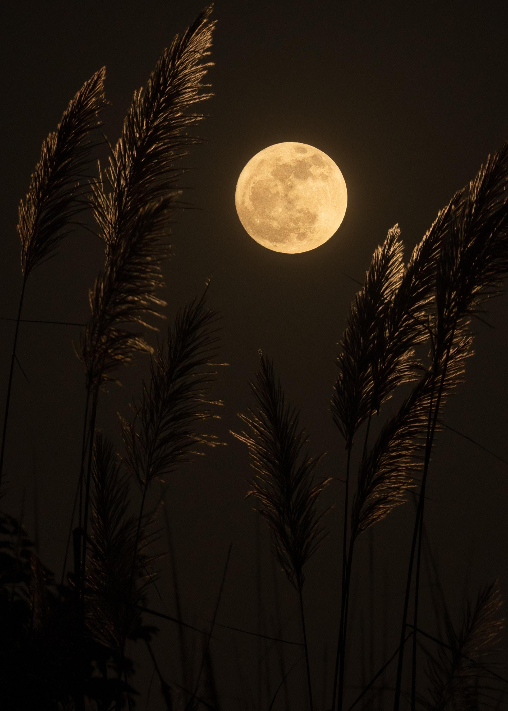 夜晚树林里的月亮与星空插画图片-千库网
