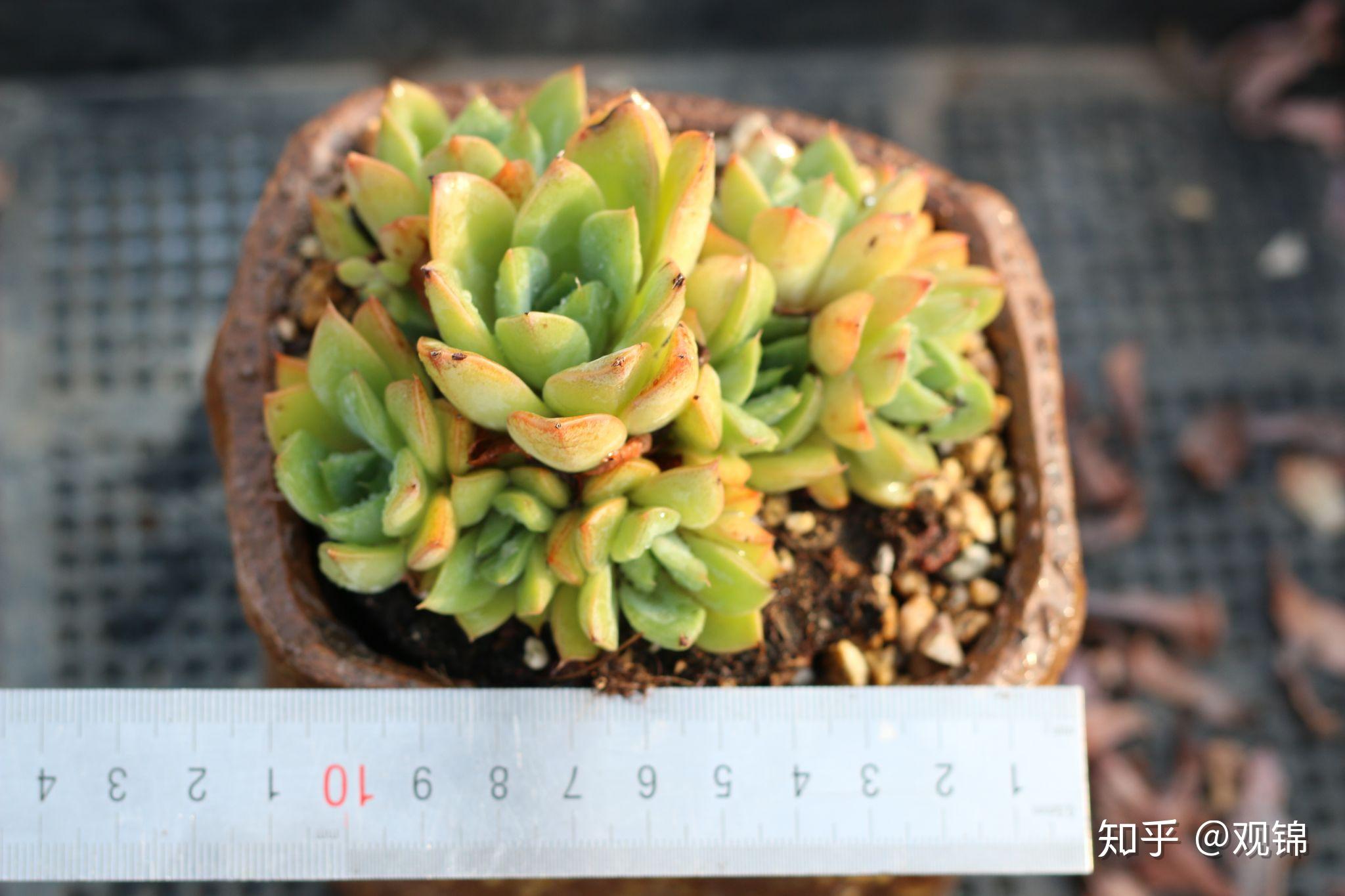 这种多肉是什么品种网上买的叫华美但一直查不到它的信息