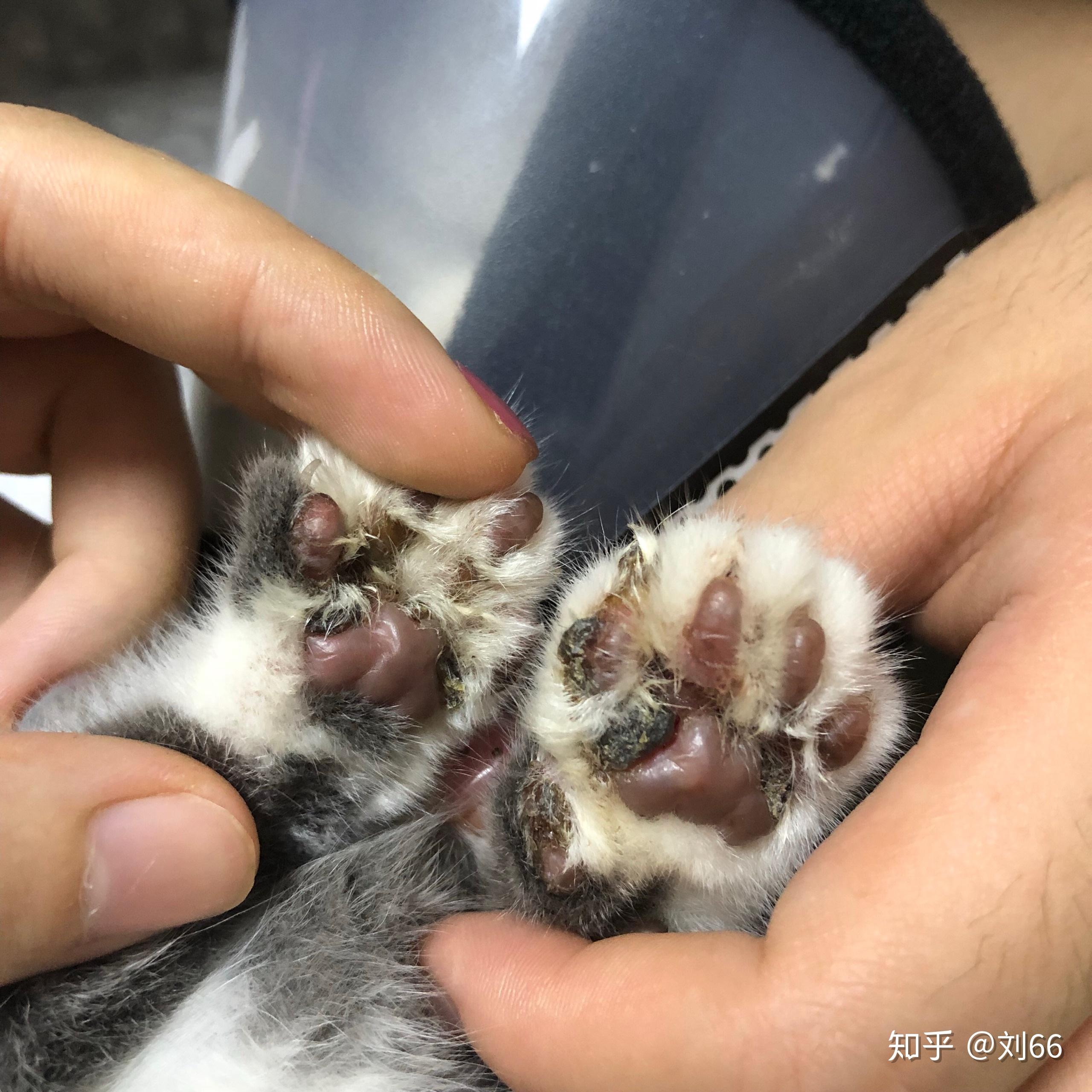 我家猫爪子缝真菌感染没有及时发现舔完以后现在肉垫那块儿增生很严重
