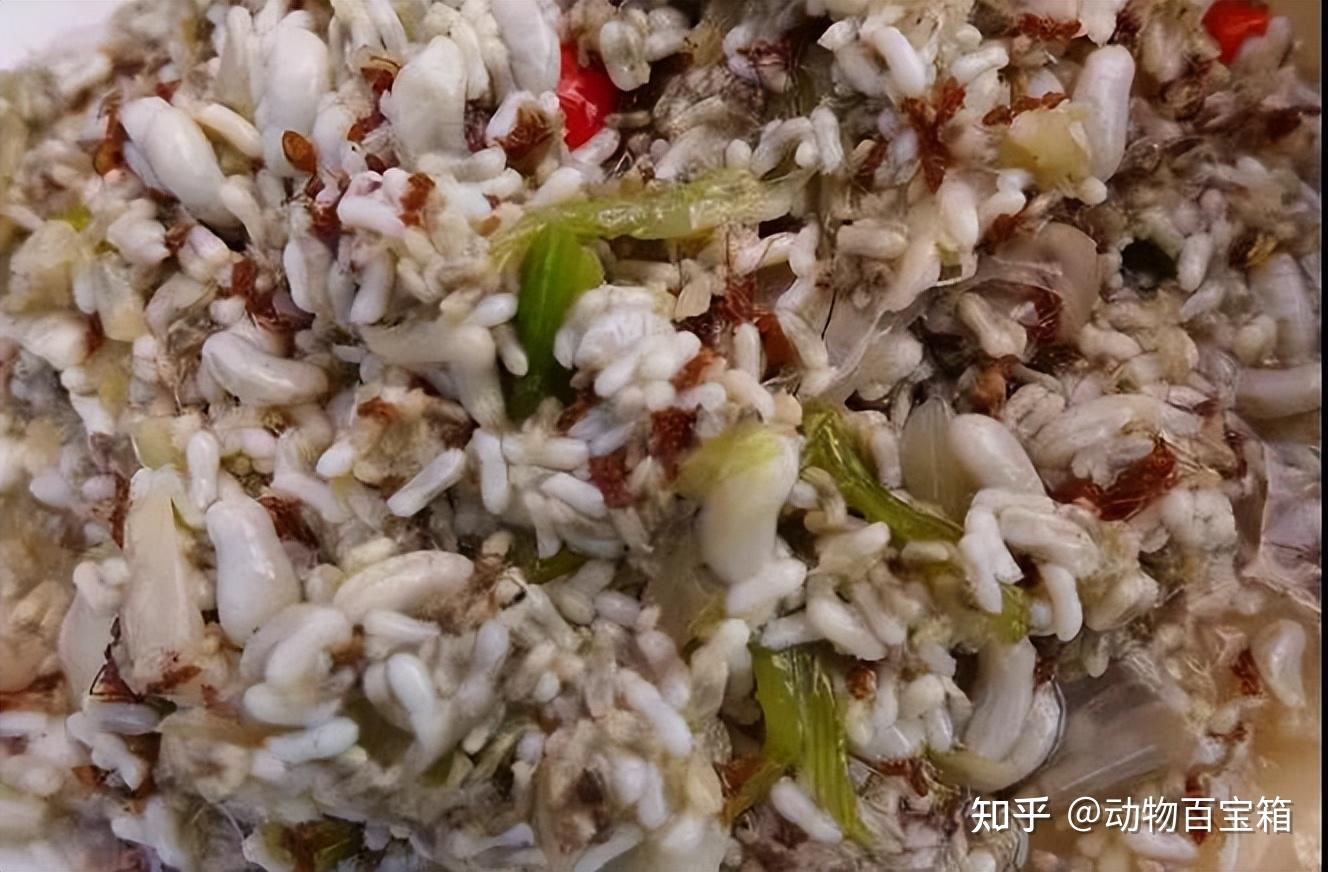 龙虱一名之由来