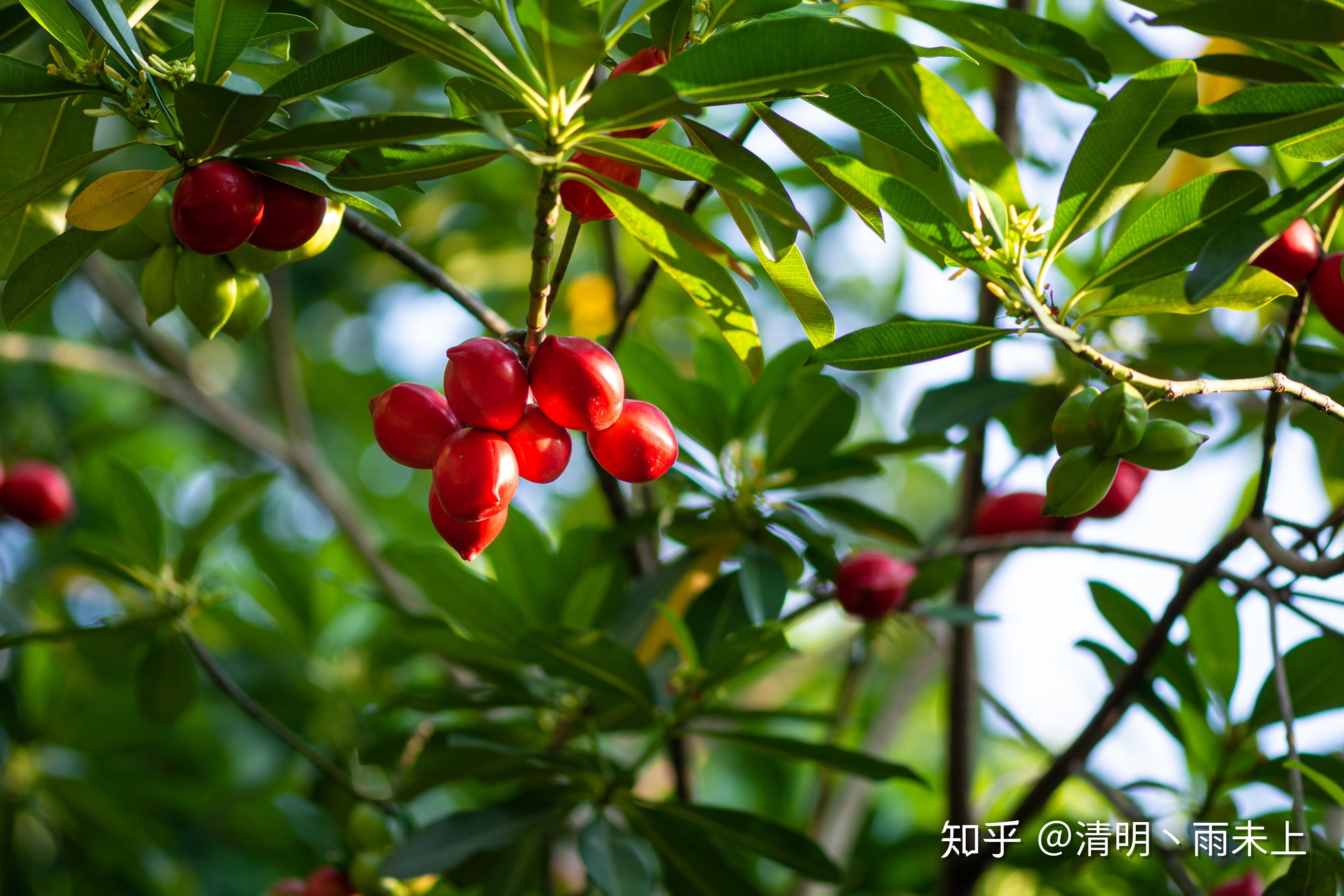 植物园之行(第十一季)——玫瑰木