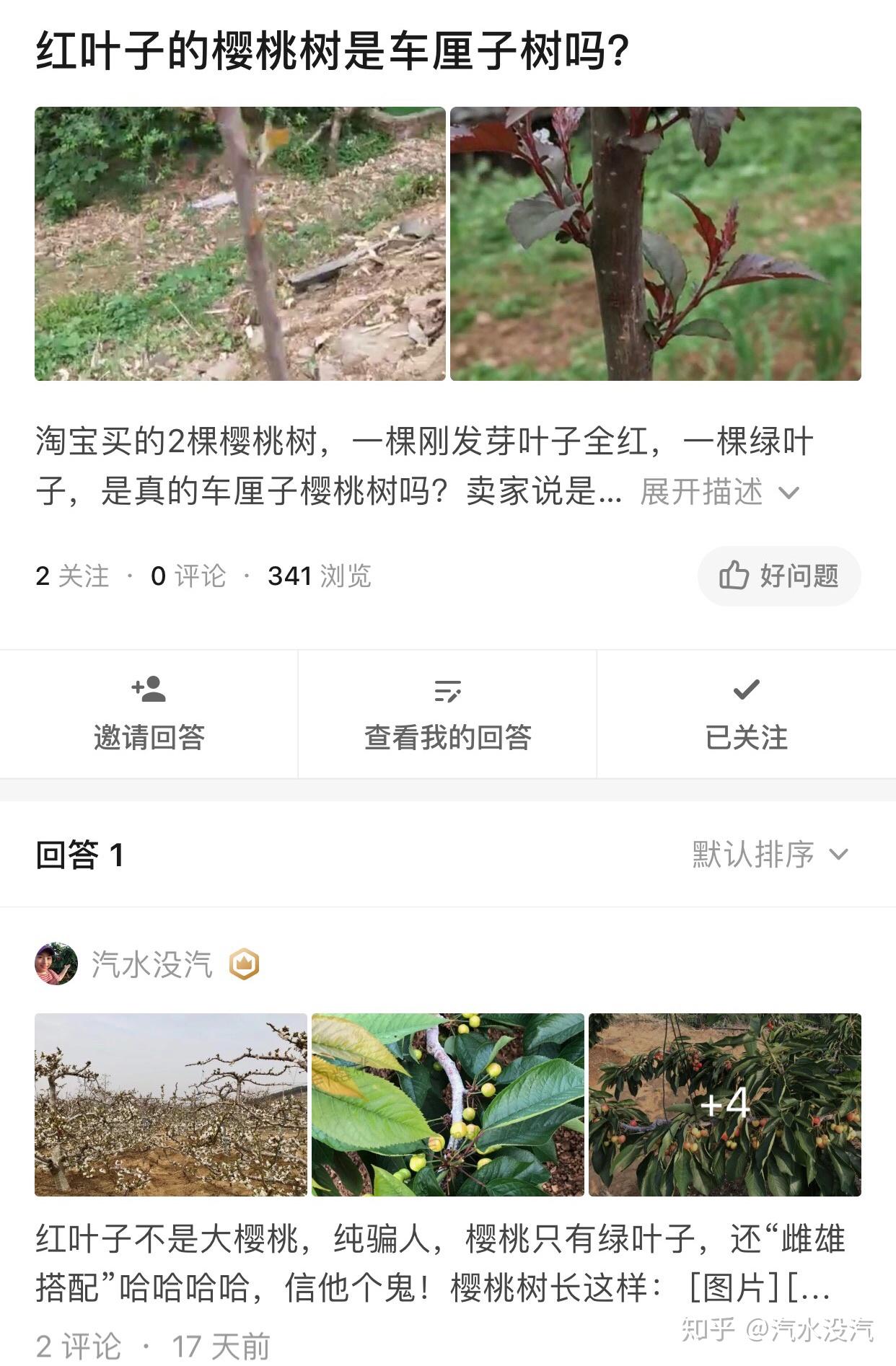如何辨别樱桃树苗车厘子树苗的真假