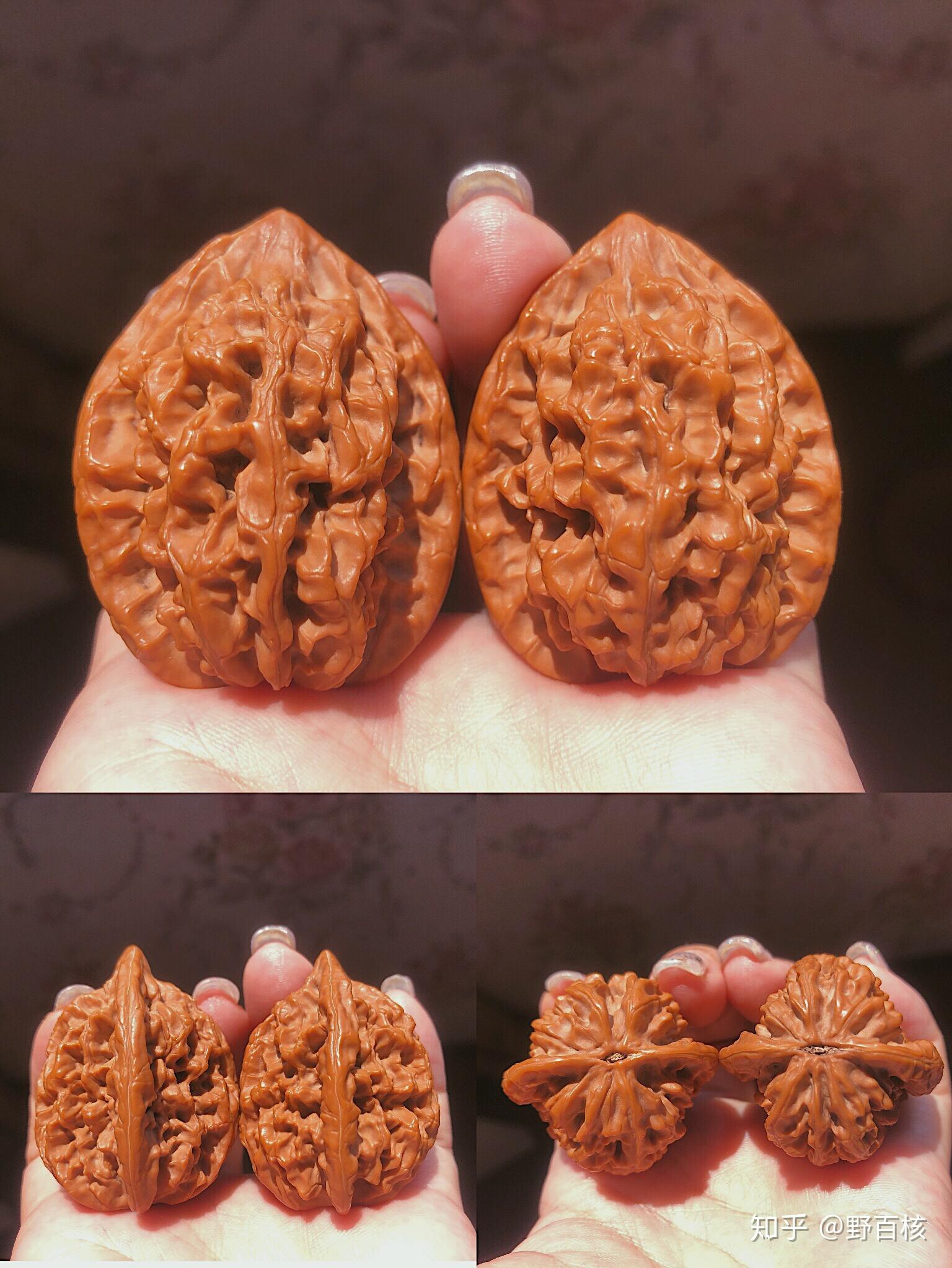 野生判官笔罗汉头 - 知乎