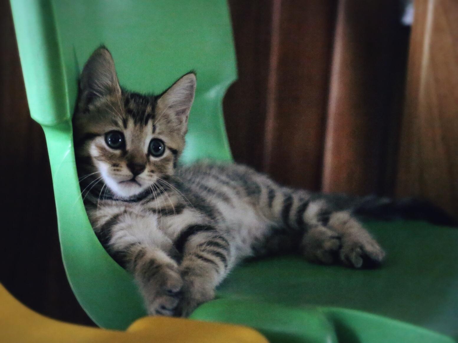 一个月的小猫应该怎么做驱虫