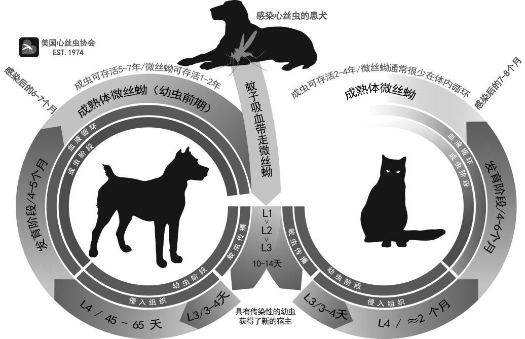 别小看心丝虫你绝对不希望遇到它