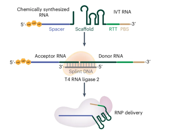 武大殷昊等连接化学合成RNA为长链先导编辑向导RNA - 知乎