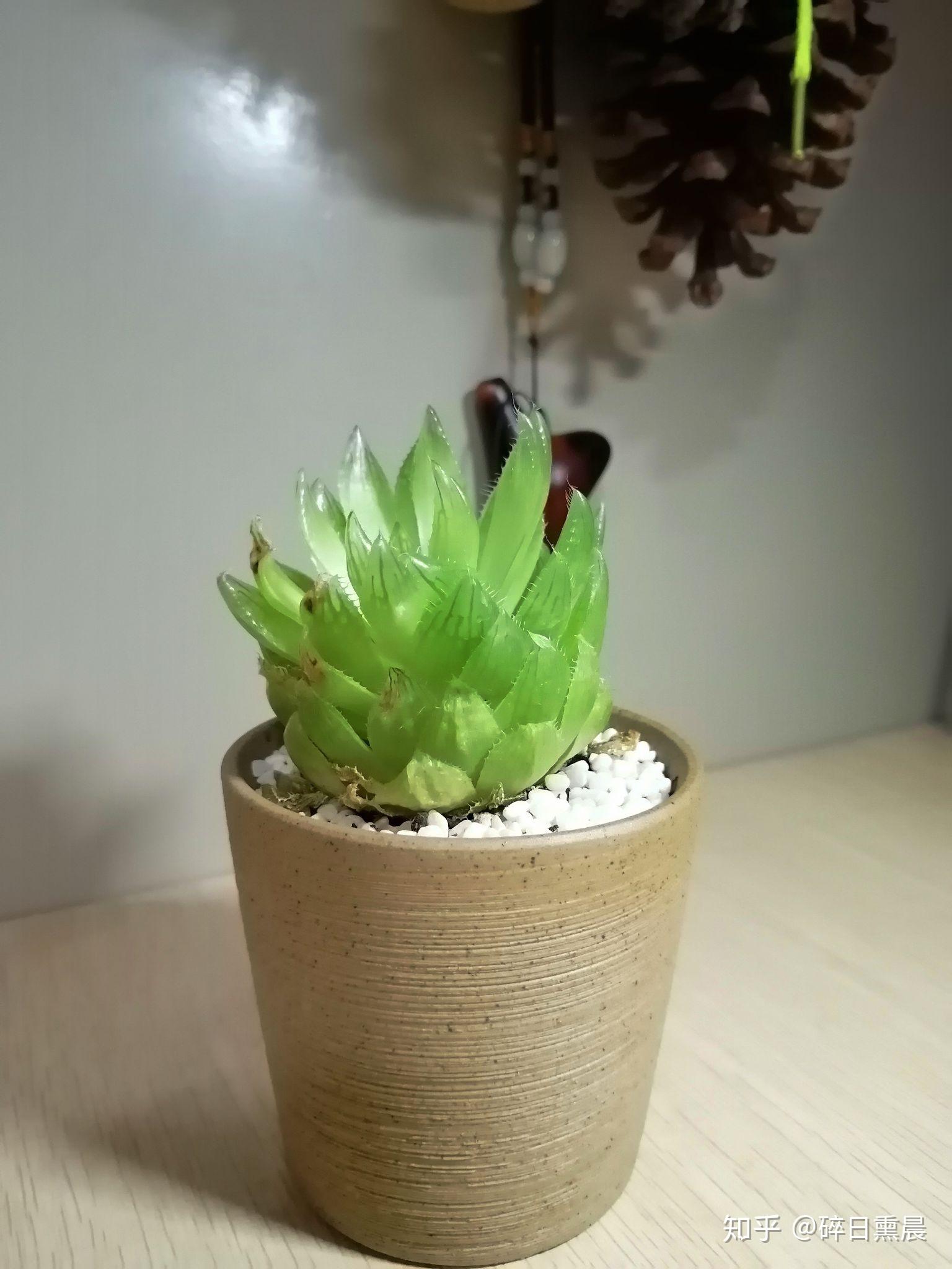 的如果大家不介意,我可以晒出她的美照她叫玉露,玉碗冰寒滴露华中的玉