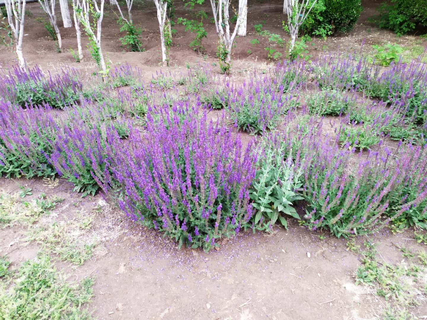 化太过严重,到处都没有虫子了,否则教孩子认认各类虫子,蜻蜓,金龟子
