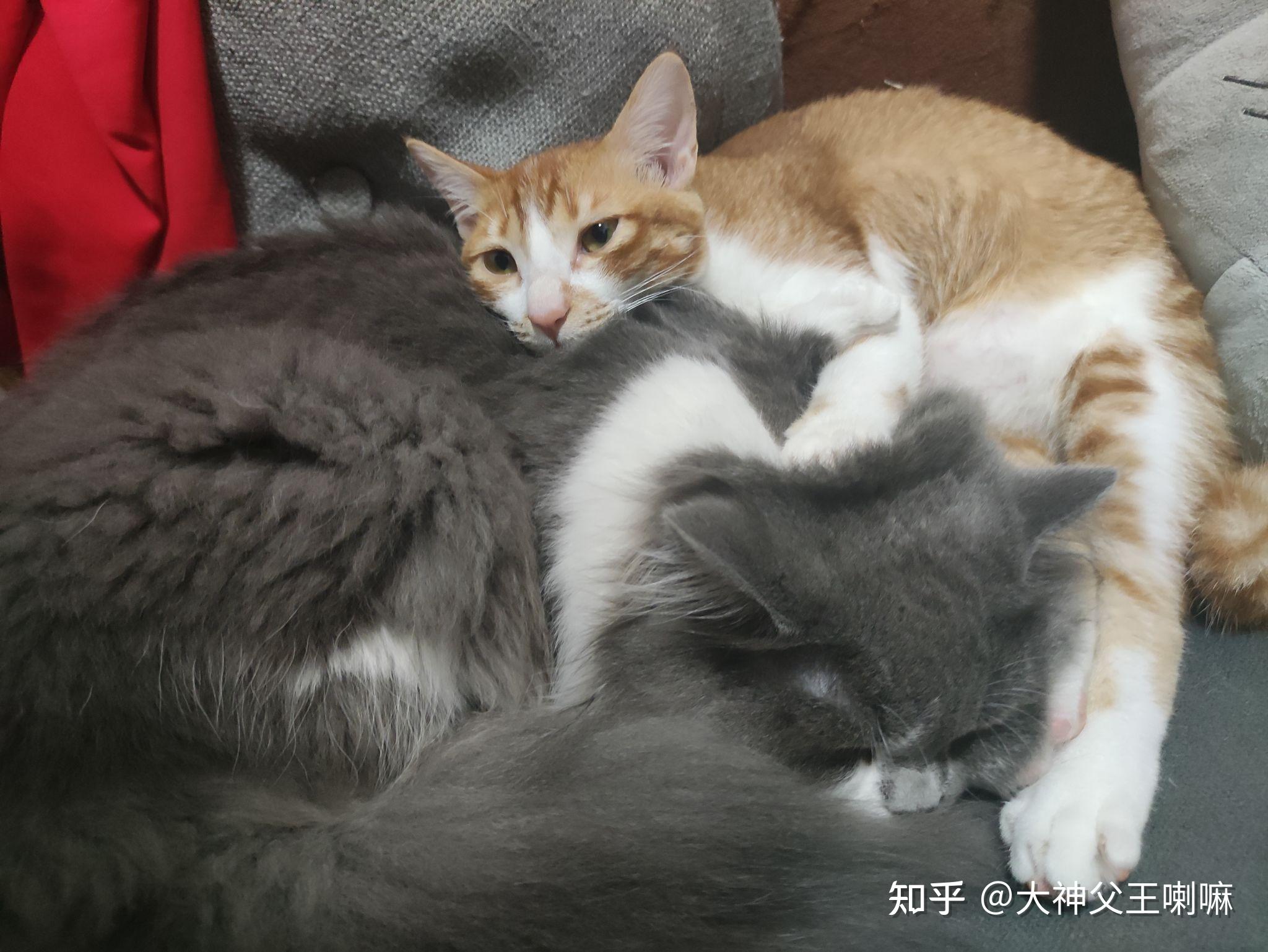 怎么让大猫和新来的小猫和谐相处,一起抱着睡觉? 