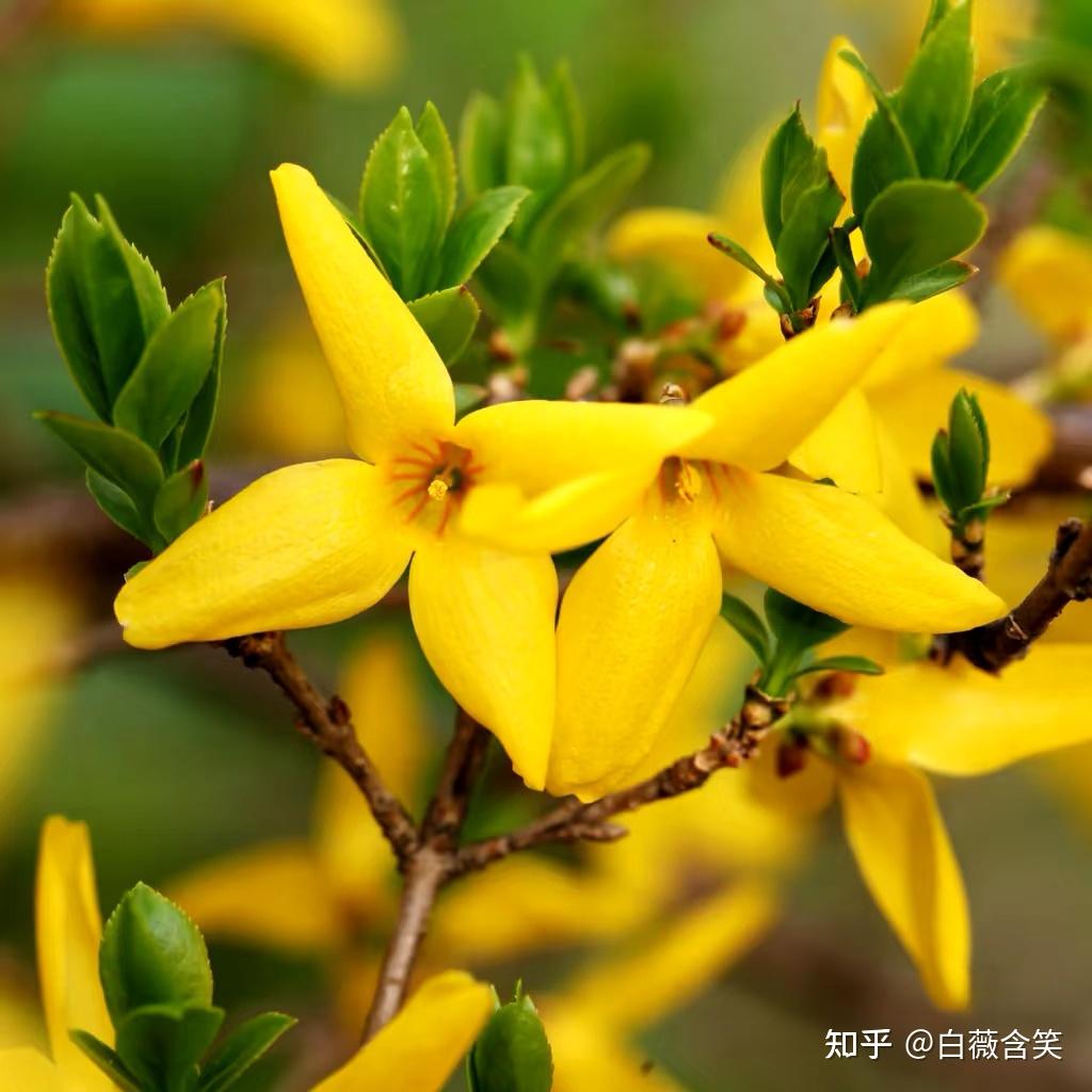 揭秘连翘:为何被誉为‘疮家圣药’? - 知乎