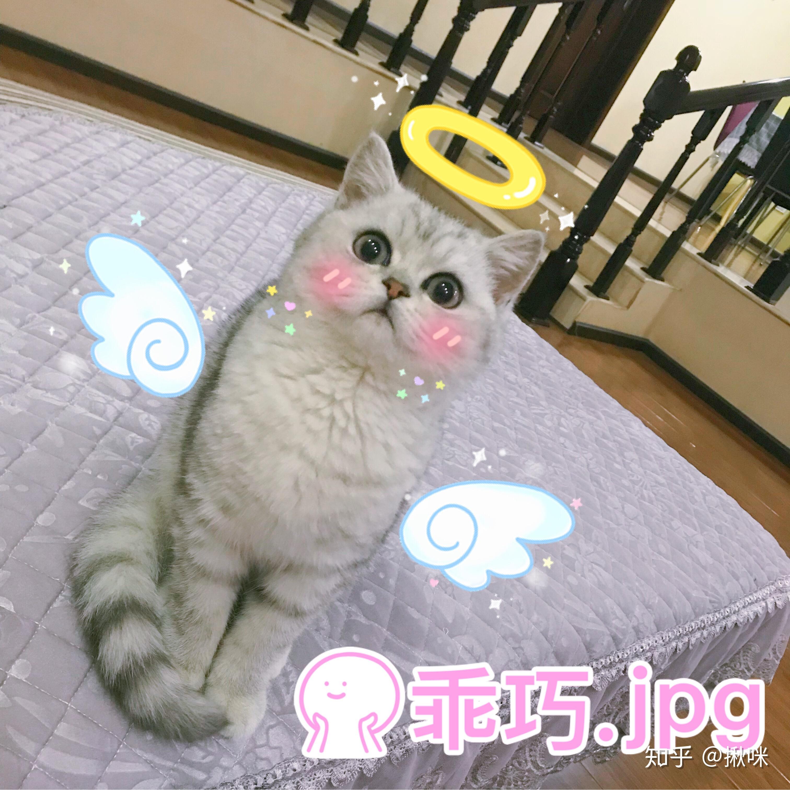 v2-afea5f3d0bb788db66eff693ca6afc30_r.jpg