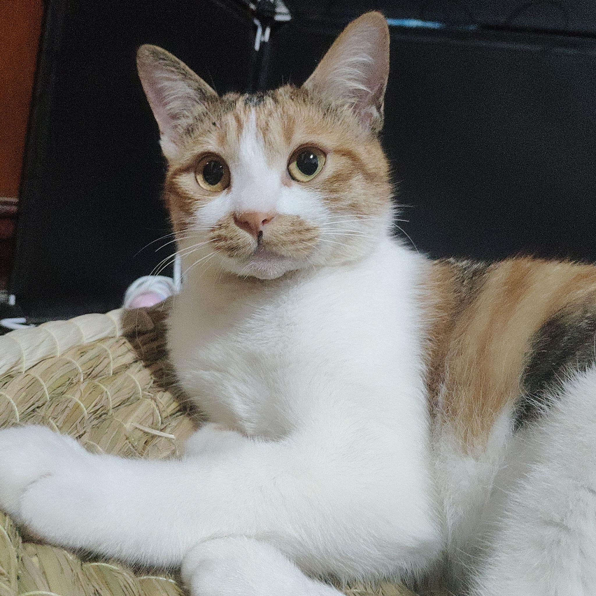 三花猫有多漂亮