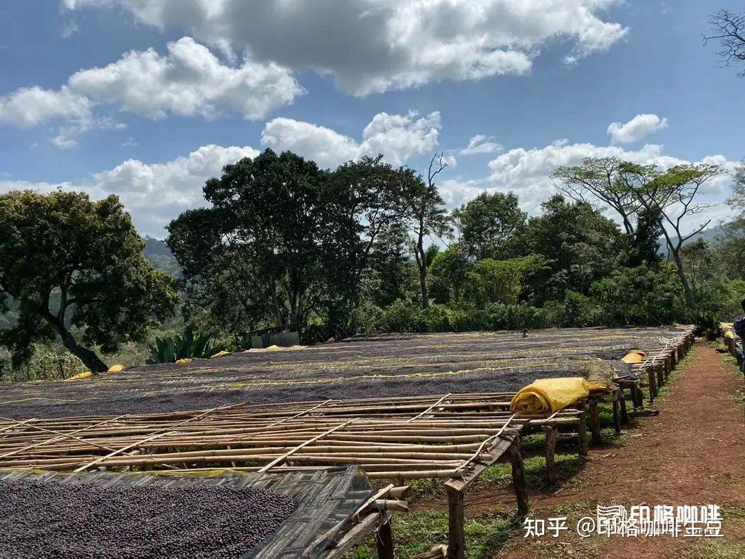 上新 | 埃塞俄比亚新产季西达摩CoE获奖产区精选豆，升级豆单的性价比之选！ - 知乎