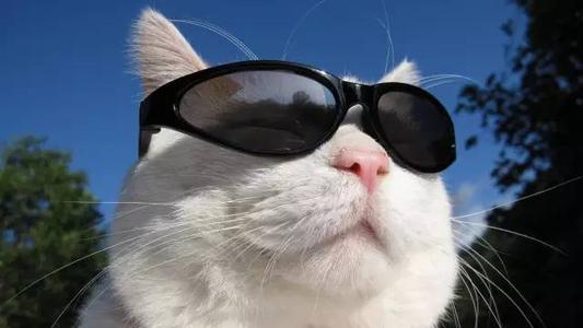 好奇心害死猫 No 知乎 好奇心害死猫 No 知乎