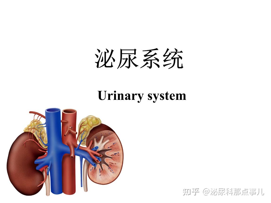 猫咪尿闭，尿道破裂最终实施尿道造口术 - 哔哩哔哩