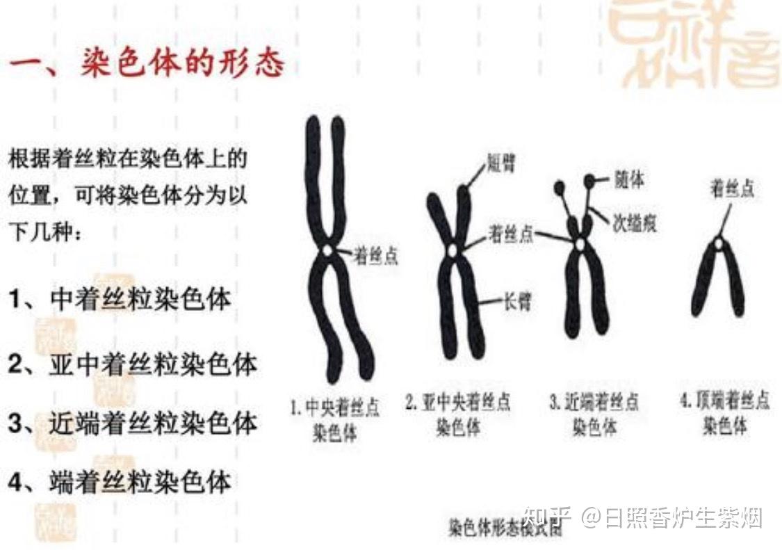 端染色体的臂比值是多少? - 知乎