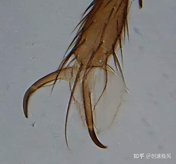 苍蝇为什么把自己的头拧下来?