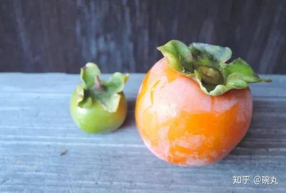 柿子 这么好看的水果为什么会涩涩发抖呢 知乎