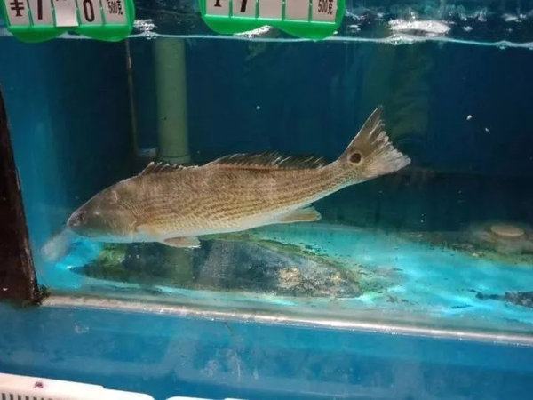 超市里的眼斑拟石首鱼sciaenops ocellatus