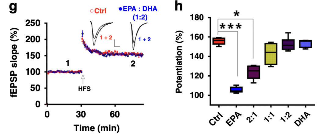 不能被忽视的提高记忆力，DHA是真有用（dha真的可以促进孩子增强记忆力吗）