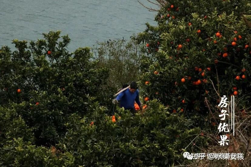 慢热不是它们的错这些水果有一个后熟过程