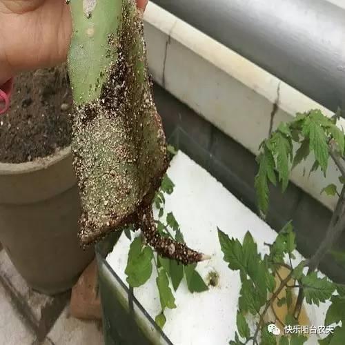 手把手教你扦插火龙果学会后可以吃自己种的火龙果了