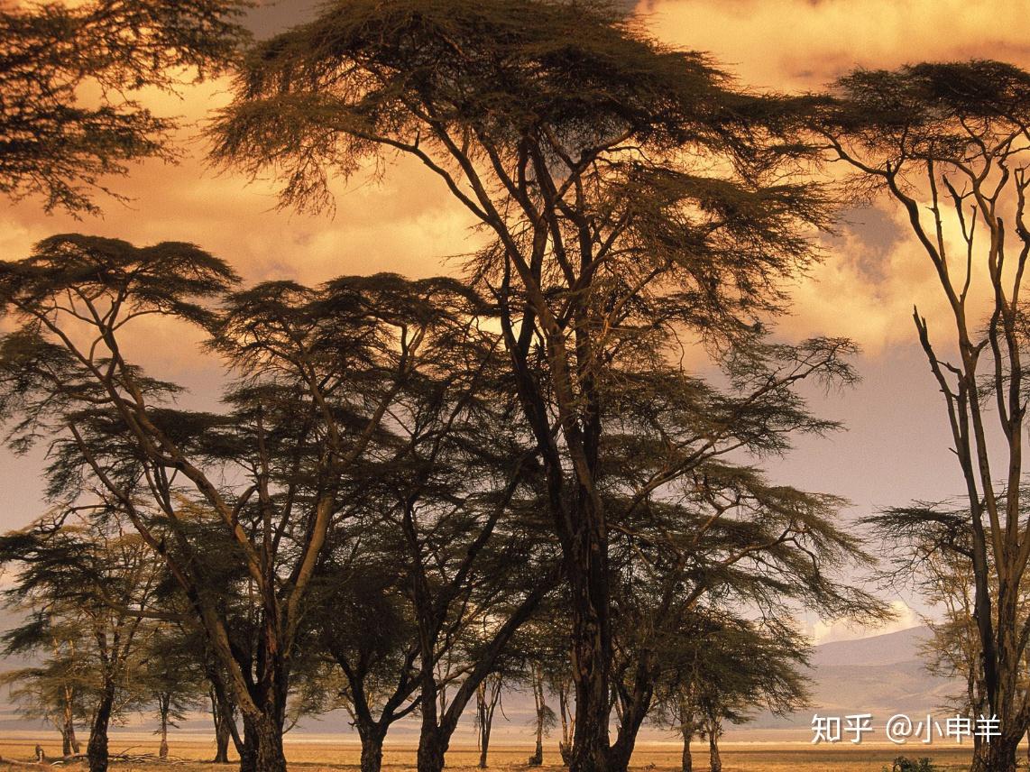 3,抠图实战——松林