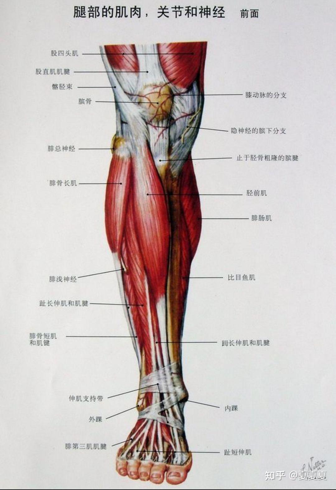 小腿這兩塊肌肉叫啥名?