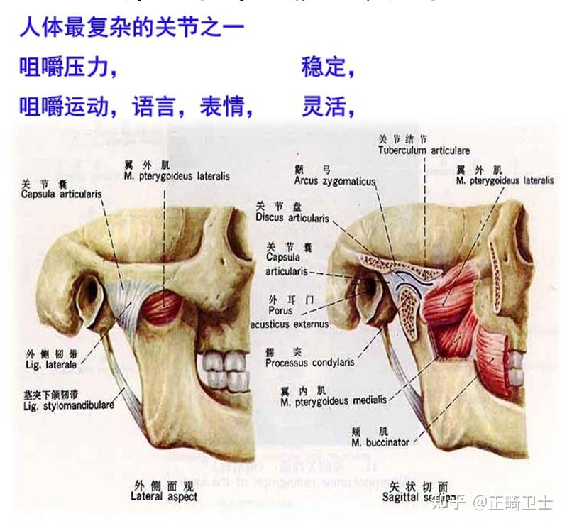 颞颌关节弹响是怎么引起的?