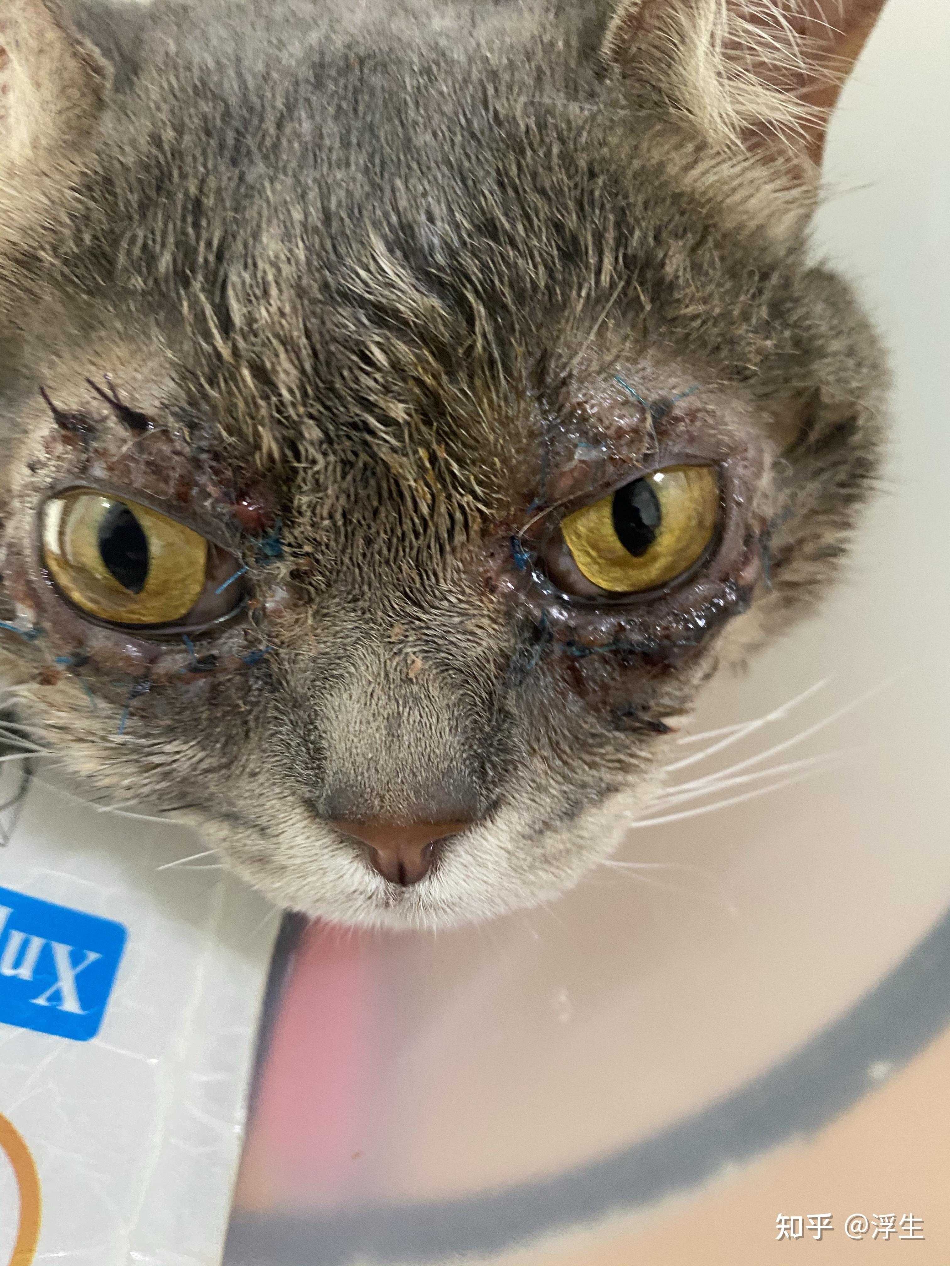 关于猫眼睑内翻77肠胃炎治疗过程