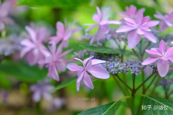 六月限定 梅雨时节最治愈的 就是紫阳花了 知乎