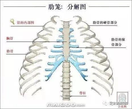 人体骨骼结构图 - 知乎