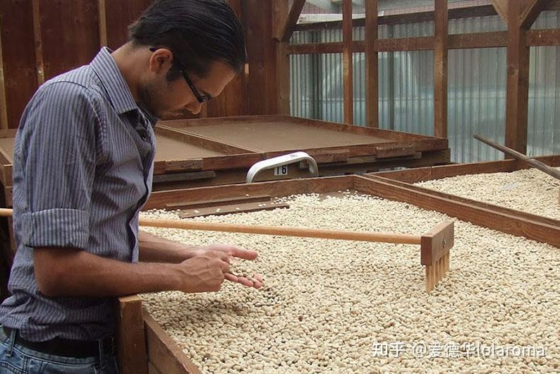 夏威夷可娜 kona.老行家的最爱 - 知乎