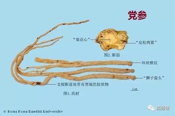 223种中药的鉴别图谱(彩图注释) - 知乎