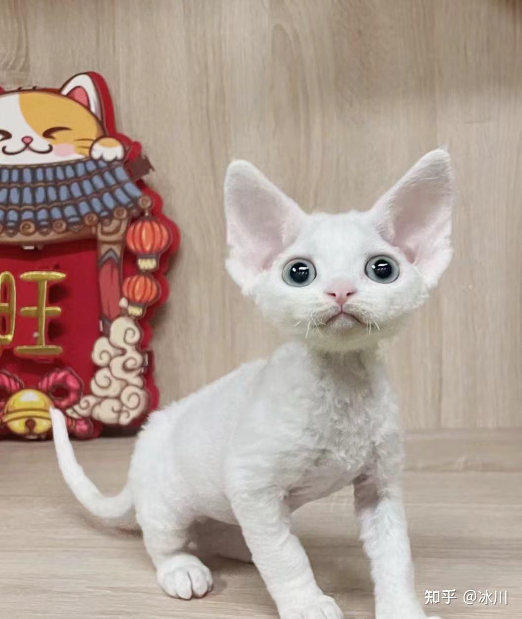 如何评价德文卷毛猫的智商水平? - 知乎