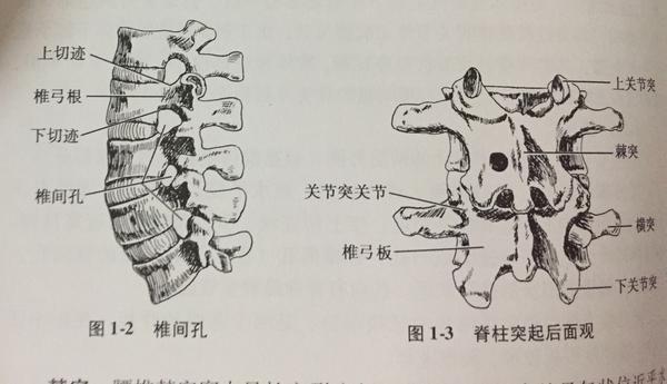 腰椎x线解剖图图片