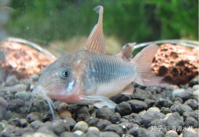 来看看这类亚马逊河流域的观赏鱼怎么混养吧