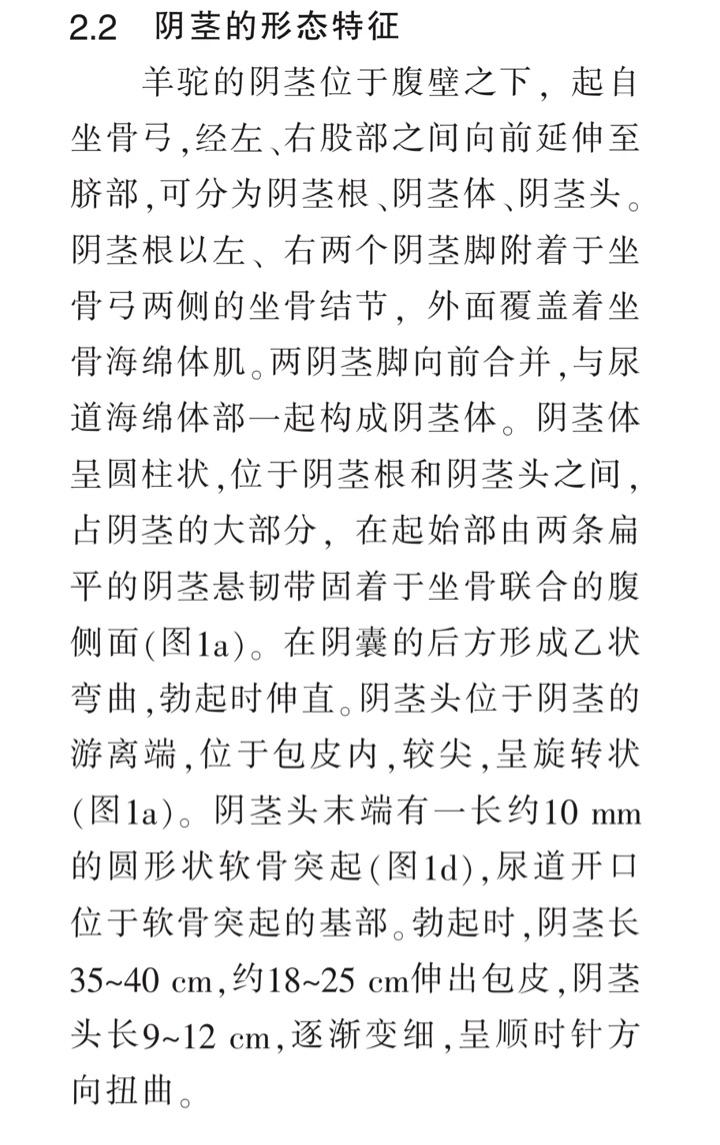 羊驼简谱_羊驼图片可爱(2)