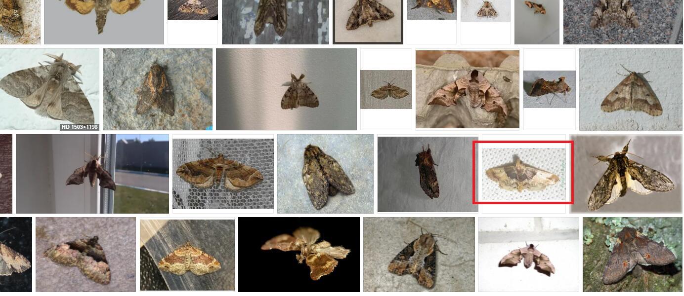 请问这个很小的蛾子是什么? - 知乎