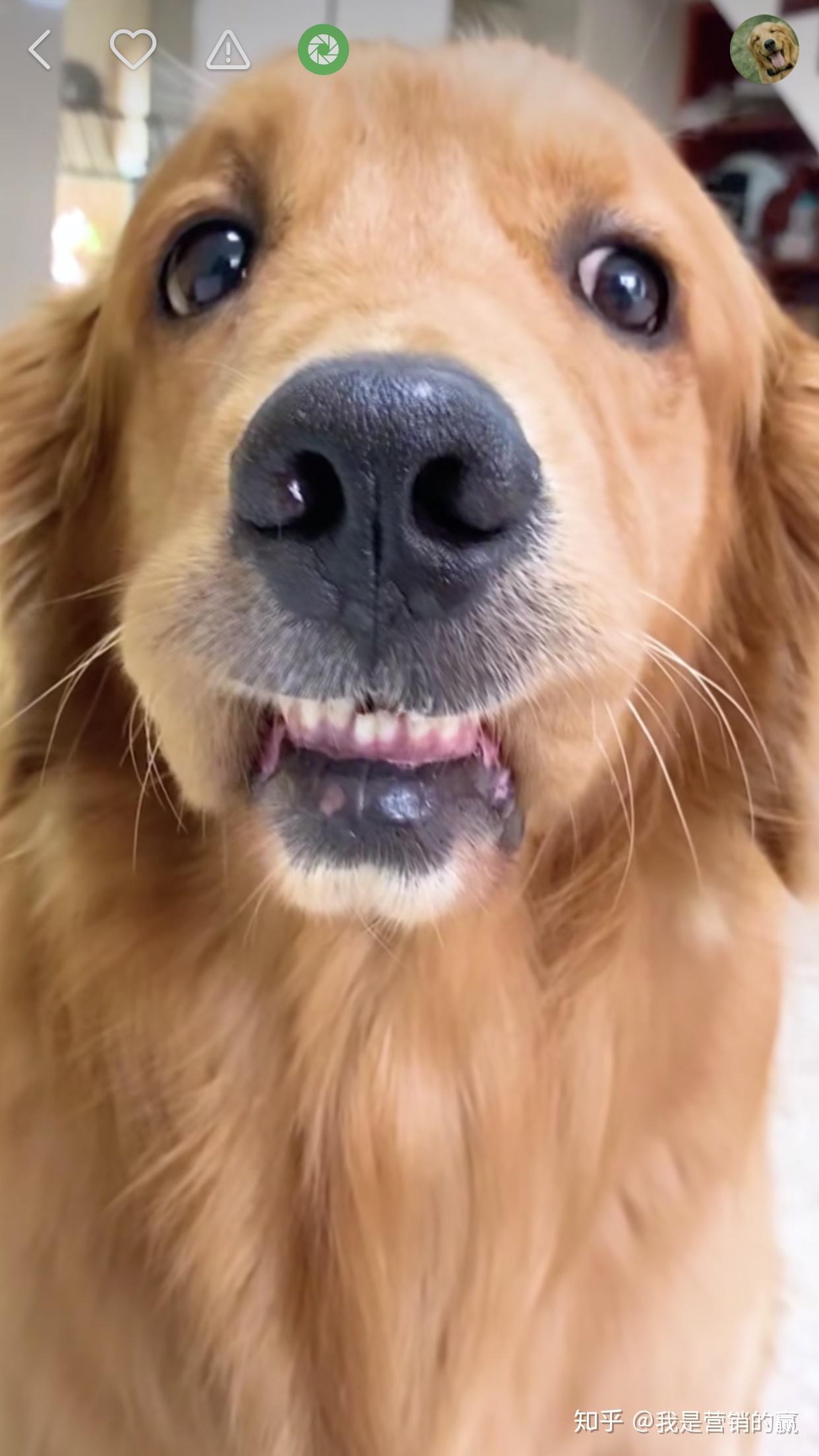 有猫脸人嘴的图片吗或者宠物搞笑的图片