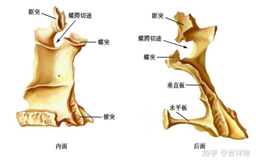 系统解剖学笔记1-颅骨 - 知乎