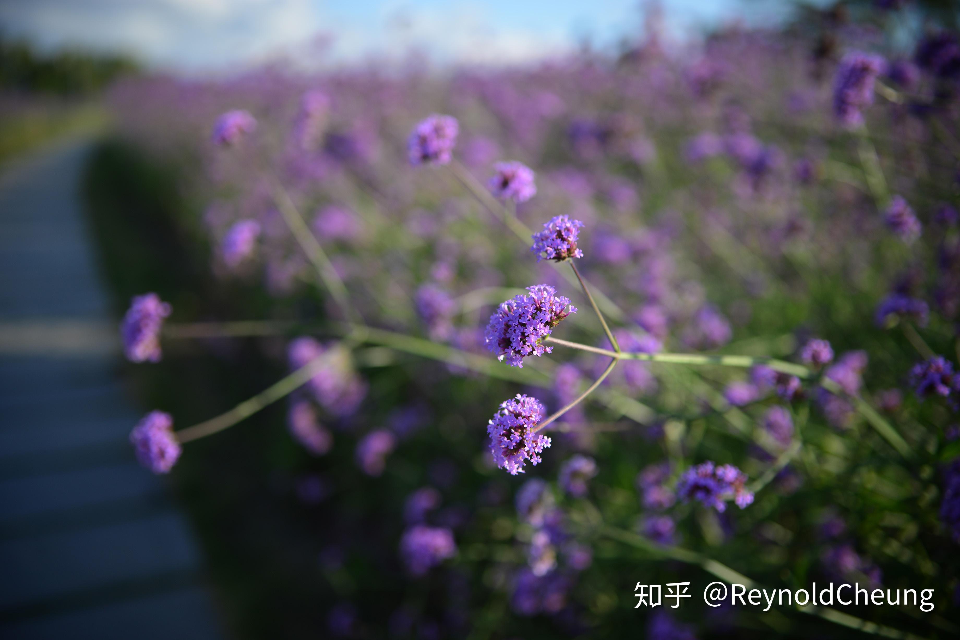 NIKON鏡頭收購