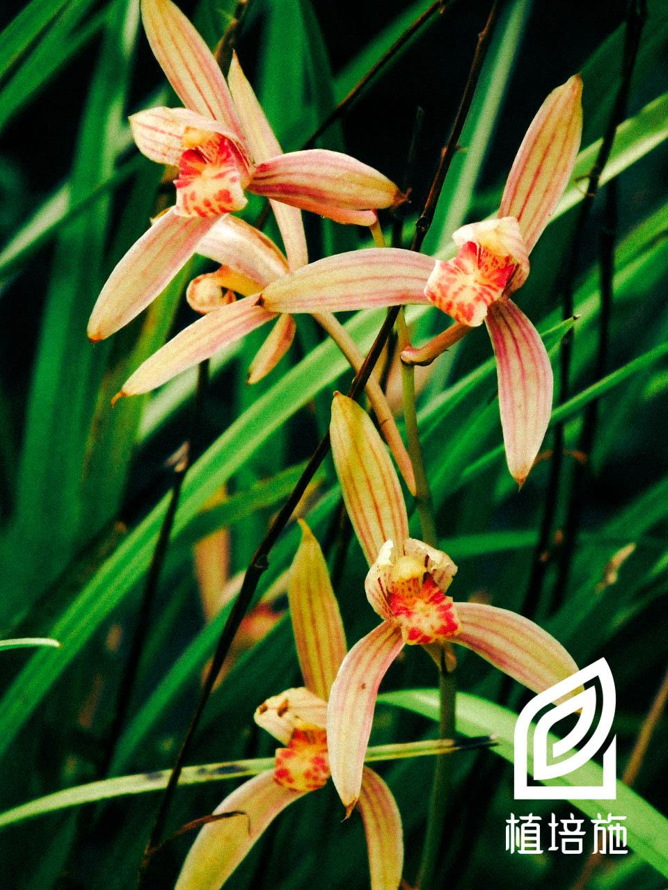 植培施 寒兰cymbidium Kanran 地生兰栽培手册 知乎