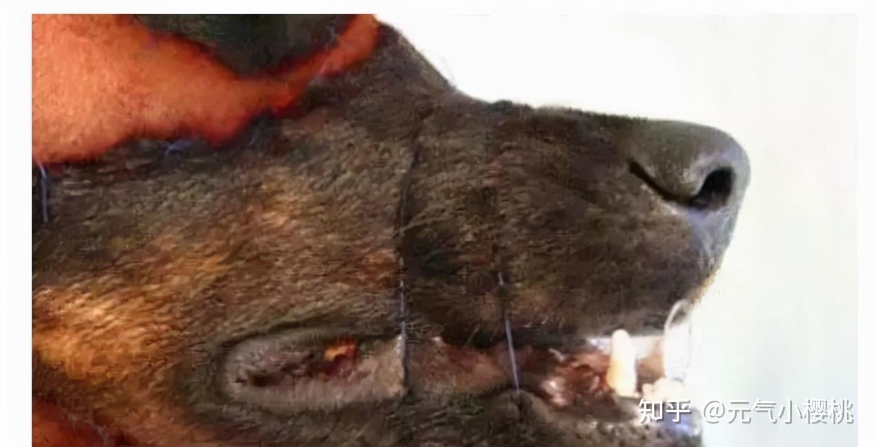 六例全球整容案例巴西狗头人的奇葩改造手术